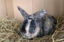 ISSUE: Violet a crossbreed rabbit
