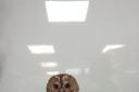 Cleaned up: The tawny owl     Picture: Paragon Vets