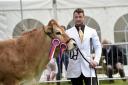 Penrith Agricultural Show 2019, at Brougham Hall Farm, near Penrith, 20 July 2019...Pictured here is James Dewerden, from Dalton in Furness, with his Parthenaise which was Champion in the Any Other Breed section   LOUISE PORTER.
