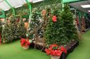 There are plenty of places to buy your Christmas trees in Cumbria this year.