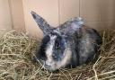 ISSUE: Violet a crossbreed rabbit