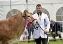 Penrith Agricultural Show 2019, at Brougham Hall Farm, near Penrith, 20 July 2019...Pictured here is James Dewerden, from Dalton in Furness, with his Parthenaise which was Champion in the Any Other Breed section   LOUISE PORTER.