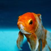 GOLD: Why is my goldfish trying to get out of the bowl?