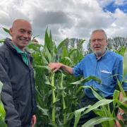 Crop inspection: judge Stephen Hemmingway with beans and with Chief Steward Chris Wilson..Picture Credit Matthew Wilson, aged13