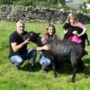 Ewe must be joking! Farmer Alistair Strong, with daughters, Amy and Maisie and mum and lamb...Pictures Stuart Walker