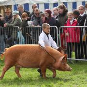 Young handler at Westmorland County Show