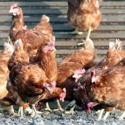 Avian flu: Risk of bird to human transmission still low