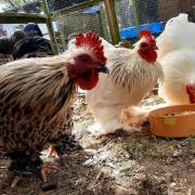 The RSPCA is concerned that chickens are being abandoned due to bird flu fears