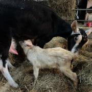 The team at Tarn Farm Vets and Paragon Advanced Breeding are celebrating the arrival of their first goat kid produced by laparoscopic artificial insemination