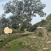 Sycamore Gap Tree